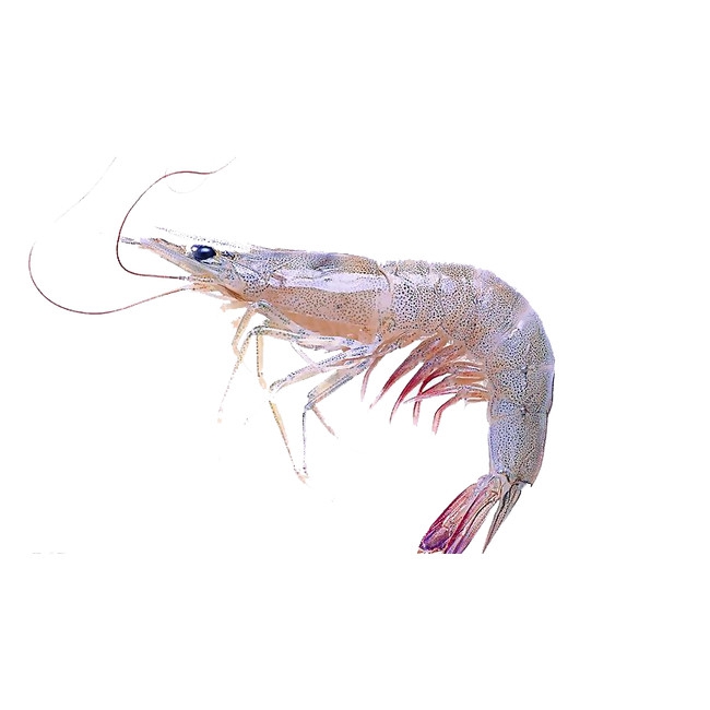虾